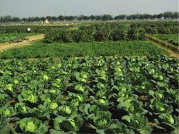 "INDIA TO UAE: FRESH VEG, DELIVERED!"